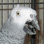 Lucky the Congo African Grey parrot